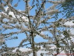 IMG_0073