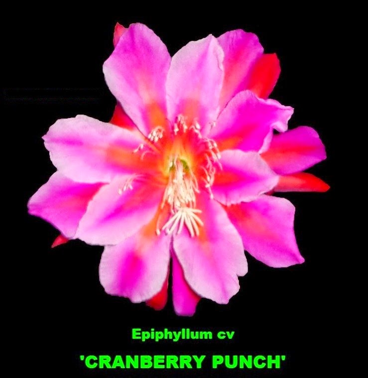 [Epy%2520Cranberry%2520Punch%255B3%255D.jpg]