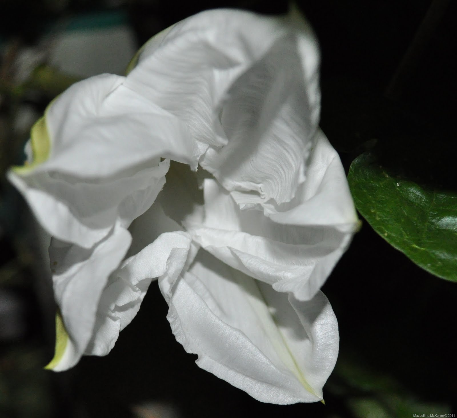 [DSC_2229_6970%255B9%255D.jpg]