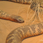 Collett's Snake