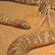 Collett's Snake