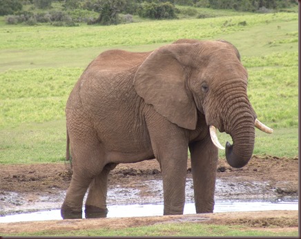Amazing Animals Pictures Elephant (6)