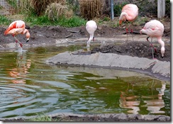 aviary22