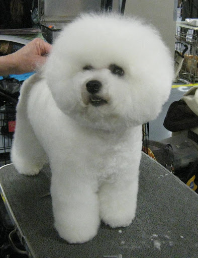Bichon Frise