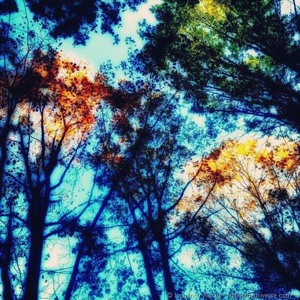[Instagram%2520autumn%2520trees%255B3%255D.jpg]