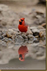  Northern Cardinal - Cardinalis cardinalis