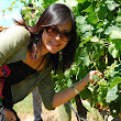 Grape Picking Dominique Portet.jpg Grape Picking Dominique Portet.jpg