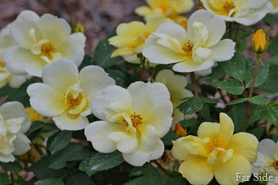 Yellow Knock out roses (2)