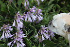 Here are some more purple blooms.  I think these are the bell-shaped flowers of hosta.  Did you know that white hosta flowers smell sweeter than lavender ones?