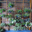 BloemenmarktDorpshuis.110512 015.JPG
