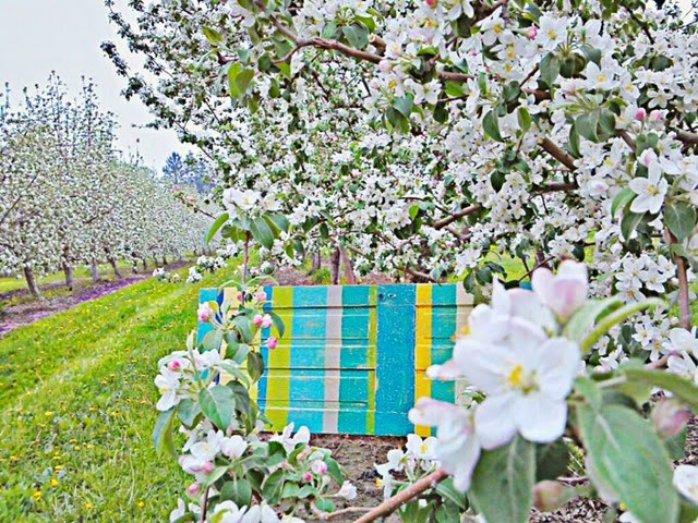 karmen orchard