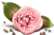 [50x33-rose-TR_thumb%255B1%255D%255B3%255D.gif]
