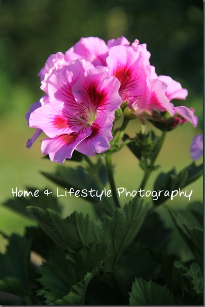 IMG_1252 IMG_1252