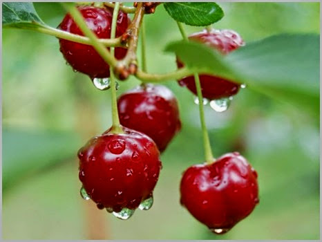 cherry-season-cherry-pops2-537x402