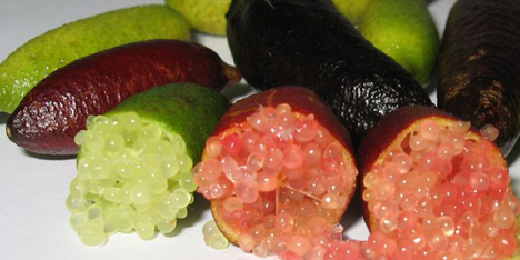 Lima caviar Lima caviar