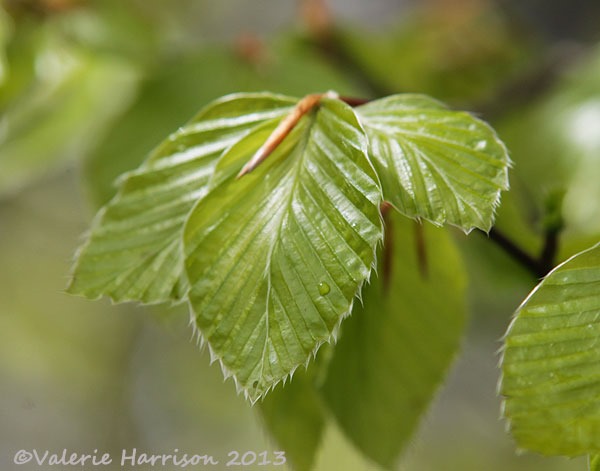 [1-beech-leaves%255B2%255D.jpg]
