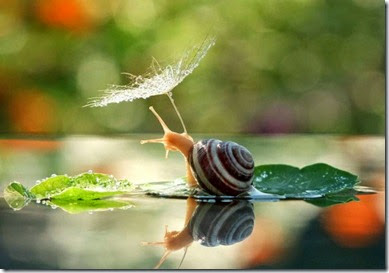 Macro-photos-of-snails-by-vyacheslav-mishchenko-4-600x420