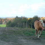 Imprezy: Hubertus 2006, Nowy Jaworów