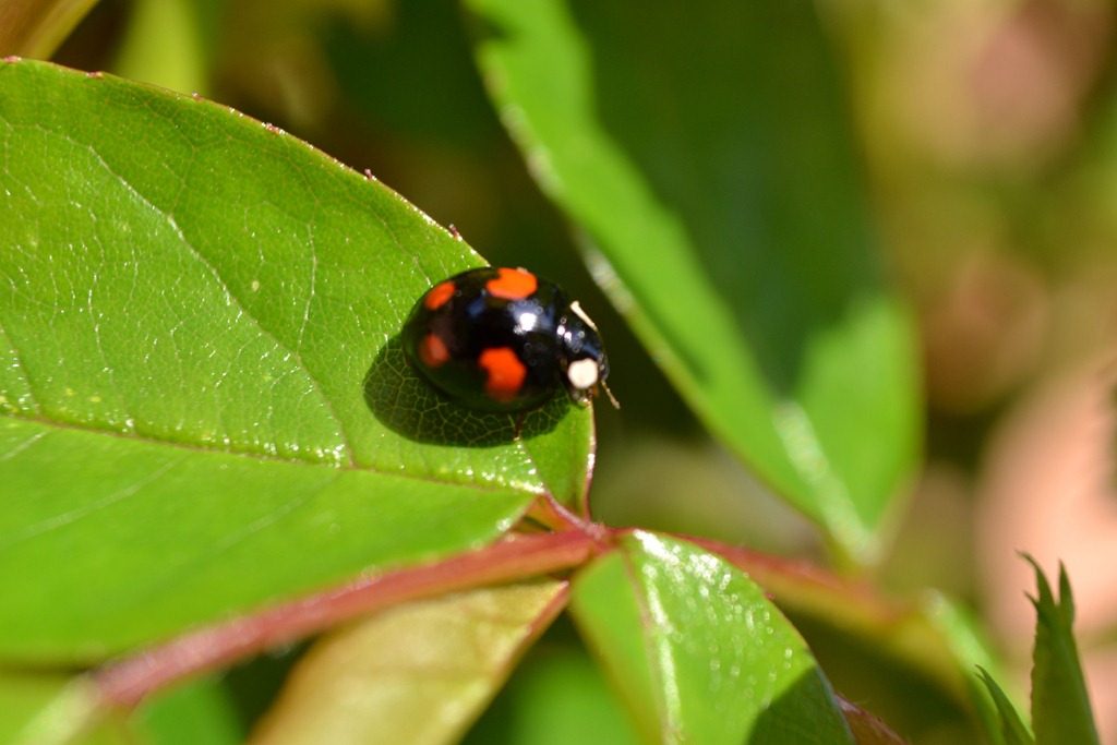 [Black%2520-%2520four-spot%2520ladybird6%255B3%255D.jpg]