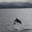 Dolphins Skipping In The Surf - Bay Of Islands, New Zealand