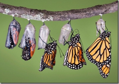 Butterfly Butterfly