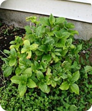 full sun hydrangea