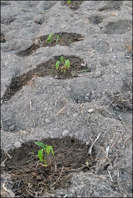 pepper plants pepper plants