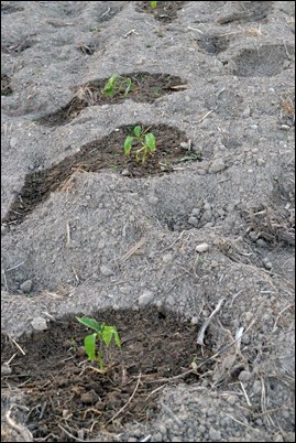 pepper plants