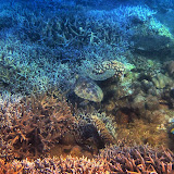 SnorkelingNosyHara SnorkelingNosyHara