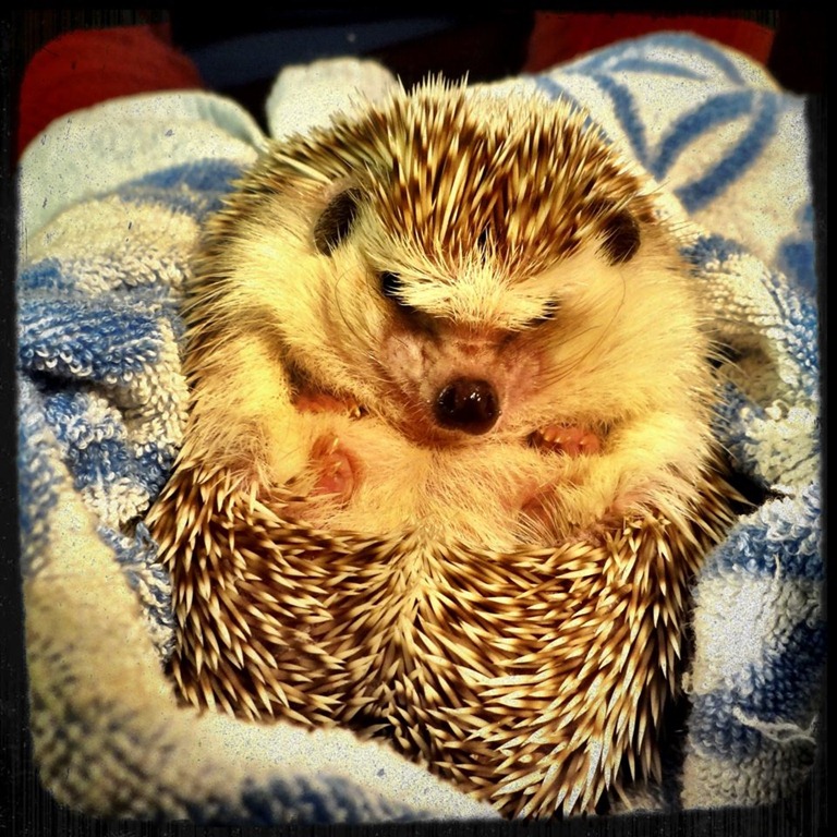 [hedgie%255B9%255D.jpg]
