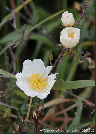 5-Burnet-rose 5-Burnet-rose