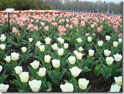 Tulips 2012 019