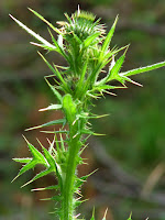 Thistle.JPG