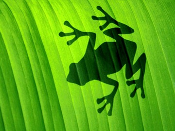 GREEN_FROG