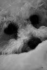 _MG_0795.JPG