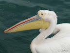 Bootstour, Walfish Bay