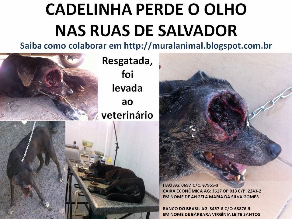 [cadelinha%2520perde%2520olho%255B3%255D.jpg]