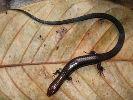 [tumucumaque_lagarto%255B4%255D.jpg]