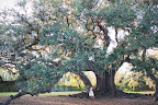 The couple strolled around New Orleans the night before looking for the perfect ceremony spot. They found it under this huge oak tree, located in the city's Audobon Park.