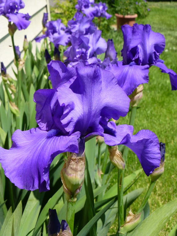 [flowers-0196.jpg]