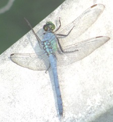 dragonfly blue with lopsided wings