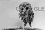 skinny-owl.gif