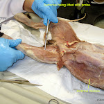 external_oblique_L.JPG