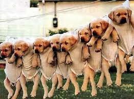 [puppies%255B5%255D.jpg]