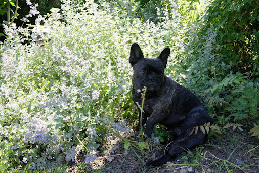 #1 - Sharkey, come out of the cat mint and have a look at Vivaldi, the cat. He's acting very strangely.