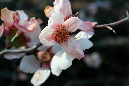 Chaenomeles speciosa 'Contorta,' a dwarf cultivar of flowering quince, is perfect for many home gardens.