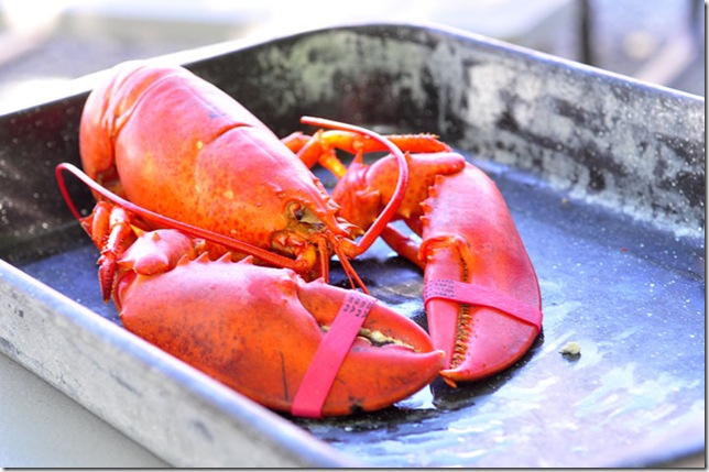 lobster lobster