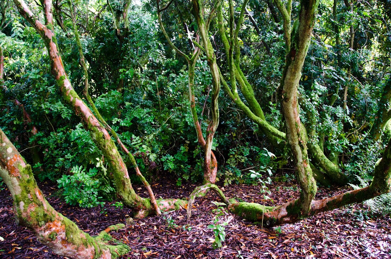 Trewithen garden