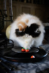 She started sliding them around on the plate like it it was some big game.