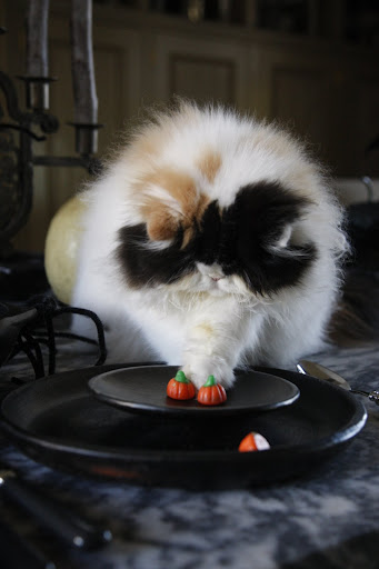 She started sliding them around on the plate like it it was some big game.